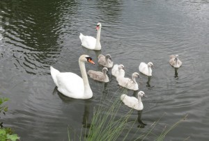 Famille de cygnes à Bonnard