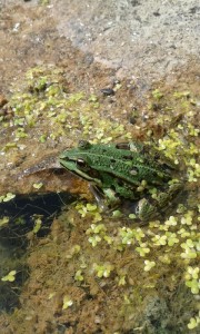 grenouille